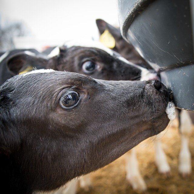 Free download Cattle Calf Beef -  free photo or picture to be edited with GIMP online image editor