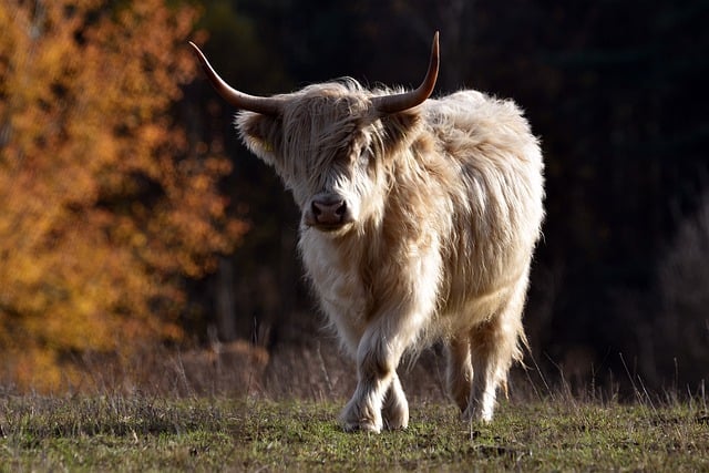 Free download cattle cow pasture horns mammal free picture to be edited with GIMP free online image editor