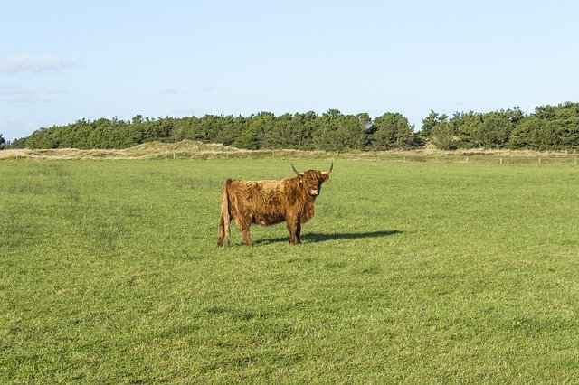 Free download cattle cow scottish highlands free picture to be edited with GIMP free online image editor