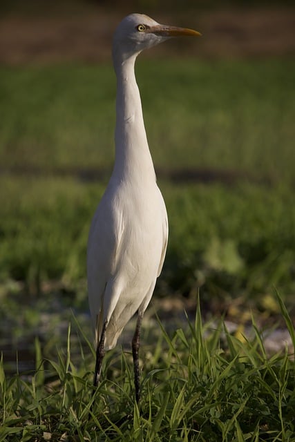 Free download cattle egret bird nature heron free picture to be edited with GIMP free online image editor