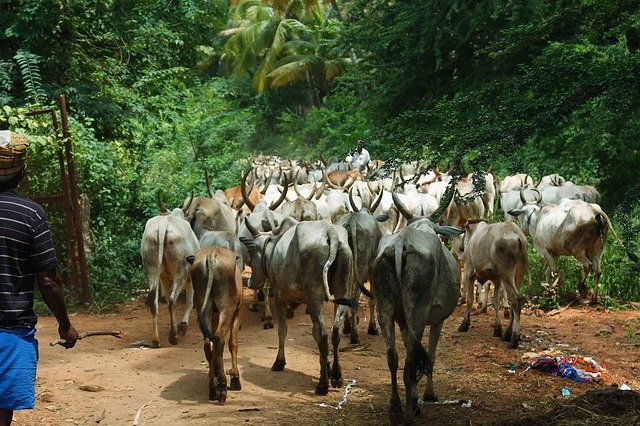 Free download Cattle Farmer Cows -  free photo or picture to be edited with GIMP online image editor