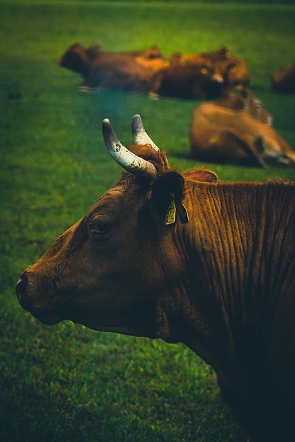 Free download cattle livestock cows pasture free picture to be edited with GIMP free online image editor