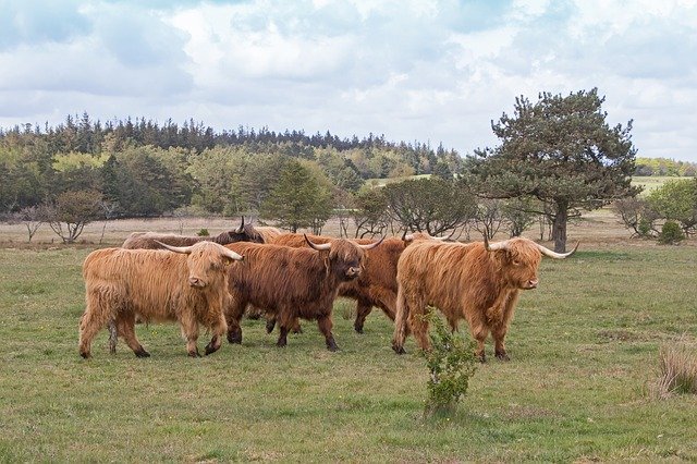 Free download Cattle Scottish Highland -  free photo or picture to be edited with GIMP online image editor