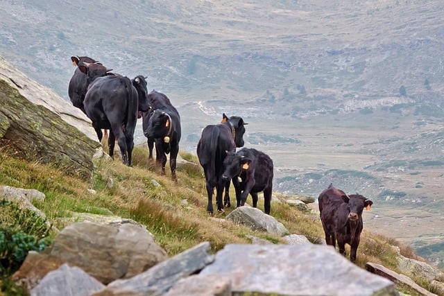 Free download cattle young bulls calves animals free picture to be edited with GIMP free online image editor