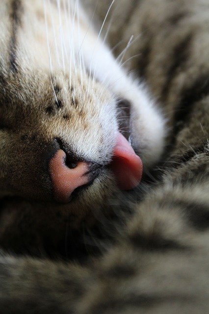 Free download Cat Tongue Closeup -  free photo or picture to be edited with GIMP online image editor