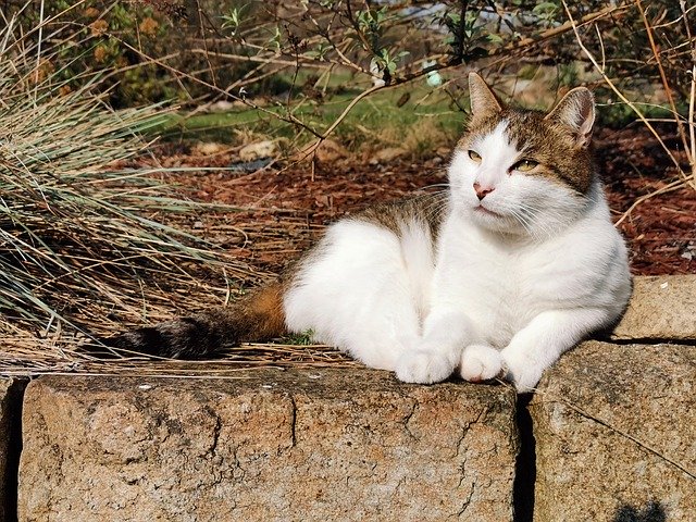 دانلود رایگان Cat Wall Nature - عکس یا تصویر رایگان برای ویرایش با ویرایشگر تصویر آنلاین GIMP