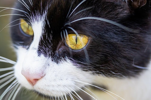 Free download cat whiskers eyes domestic cat free picture to be edited with GIMP free online image editor