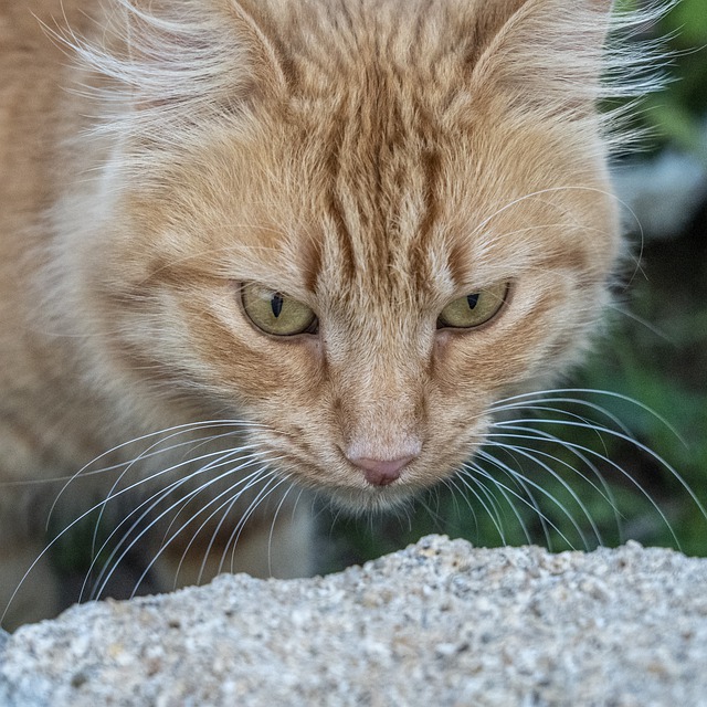 Free download cat whiskers face rock watching free picture to be edited with GIMP free online image editor