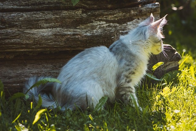 Free download cat white gray domestic animal free picture to be edited with GIMP free online image editor