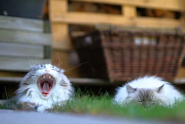 Free download cat yawning sleeping outside cute free picture to be edited with GIMP free online image editor