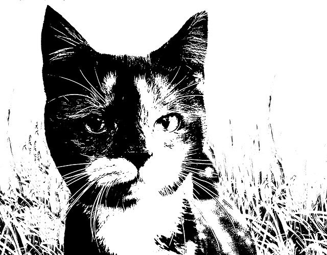 Free download Cat Young Domestic -  free illustration to be edited with GIMP free online image editor