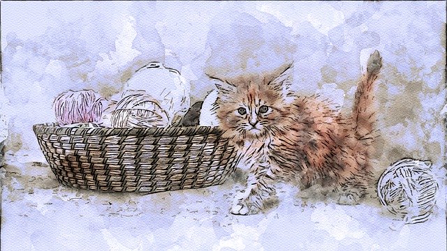 Free download Cat Young Kitten -  free illustration to be edited with GIMP free online image editor