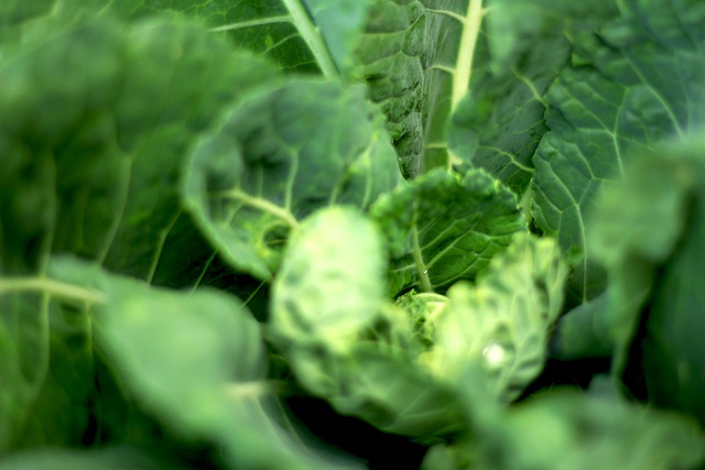 Free download cauliflower cabbage flower free picture to be edited with GIMP free online image editor