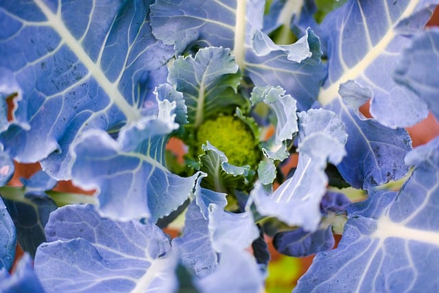 Free download cauliflower cabbage vegetable free picture to be edited with GIMP free online image editor