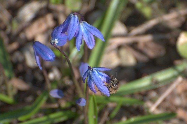 Free download Cebulica Siberian Scilla Siberica -  free photo or picture to be edited with GIMP online image editor