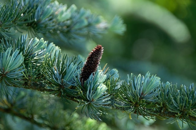 Free download cedar tree spruce cone pine cone free picture to be edited with GIMP free online image editor