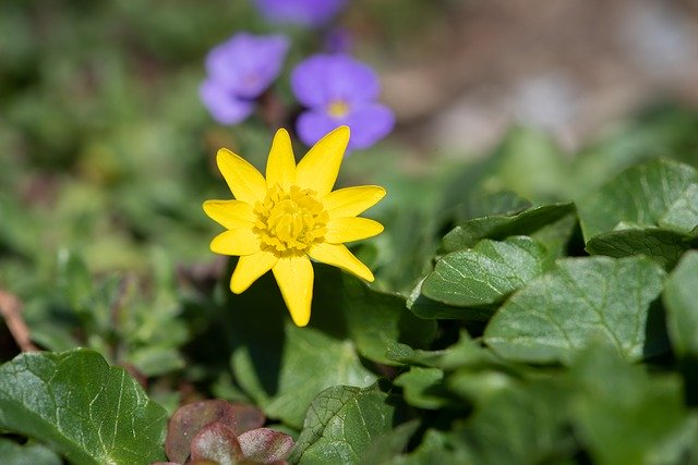 Free download Celandine Yellow Flower -  free photo or picture to be edited with GIMP online image editor