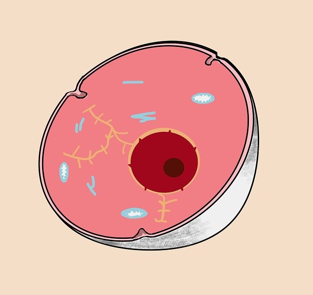 Free download Cell Anatomy Medical -  free illustration to be edited with GIMP free online image editor