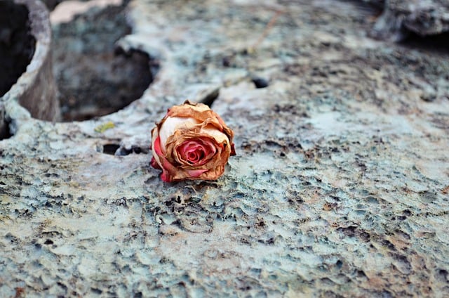 Free download cemetery dried rose dried flower free picture to be edited with GIMP free online image editor