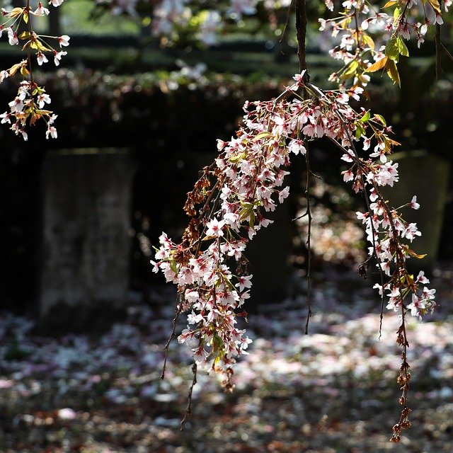 Free download Cemetery Grave Flowers -  free photo or picture to be edited with GIMP online image editor