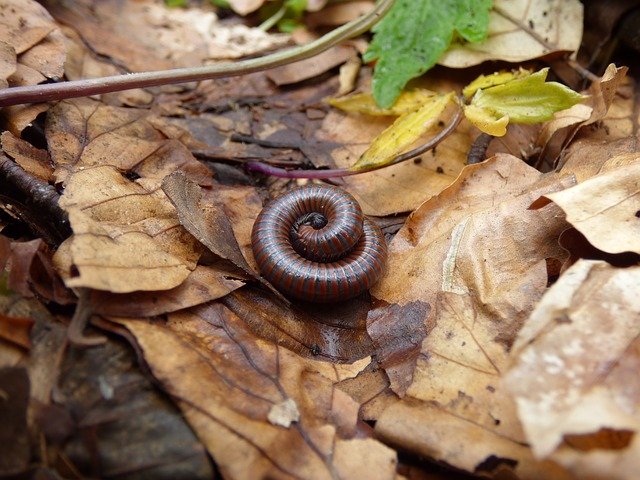 Free download Centipede Forest Insects -  free photo or picture to be edited with GIMP online image editor