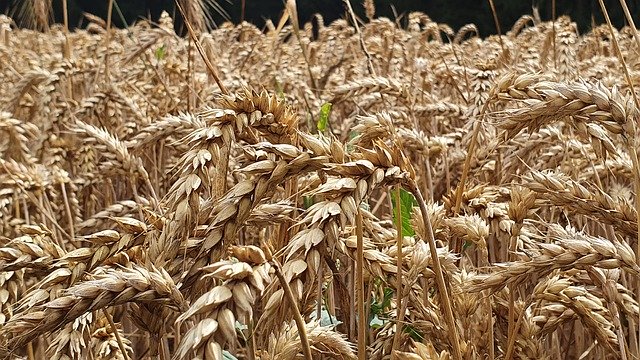 Free download Cereals Field Macro -  free photo or picture to be edited with GIMP online image editor