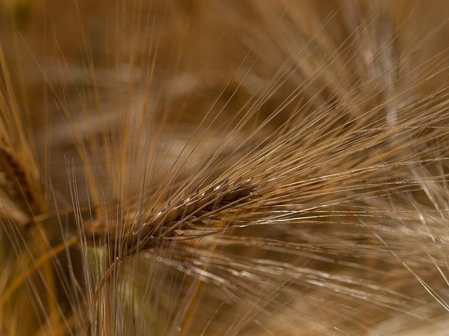 Free download Cereals Field Nature -  free photo or picture to be edited with GIMP online image editor