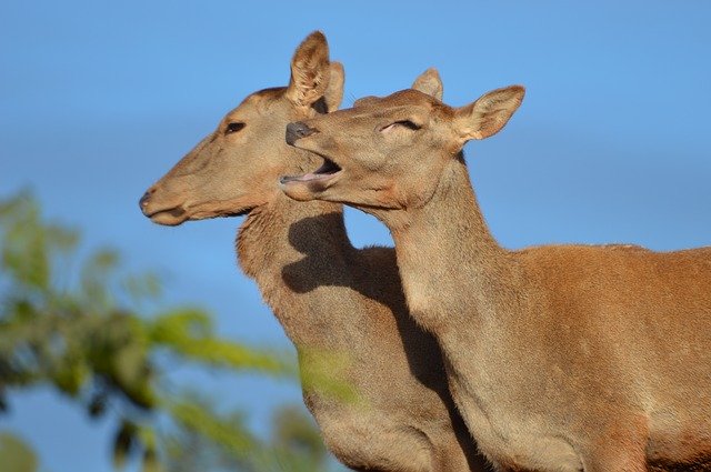 Free download Cerf De Berberie Ungulate Morocco -  free photo or picture to be edited with GIMP online image editor