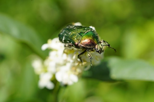 Free download cetonia aurata rose chafer beetle free picture to be edited with GIMP free online image editor