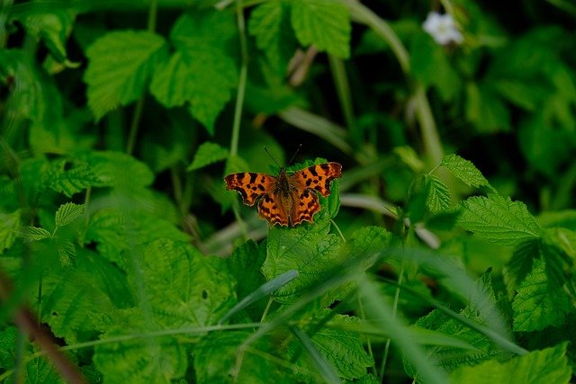 Free download c falter butterfly polygonia c album free picture to be edited with GIMP free online image editor