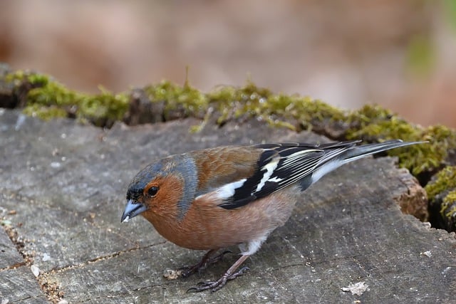 Free download chaffinch bird animal wildlife free picture to be edited with GIMP free online image editor