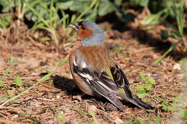Free download Chaffinch Bird Garden -  free photo or picture to be edited with GIMP online image editor