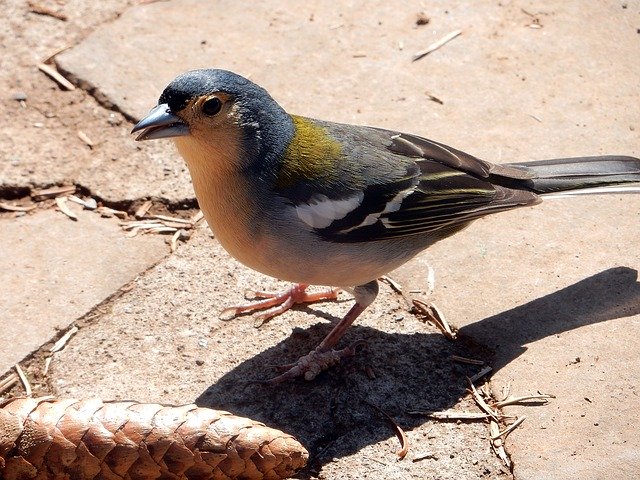 Free download Chaffinch Madeira Mountains -  free photo or picture to be edited with GIMP online image editor