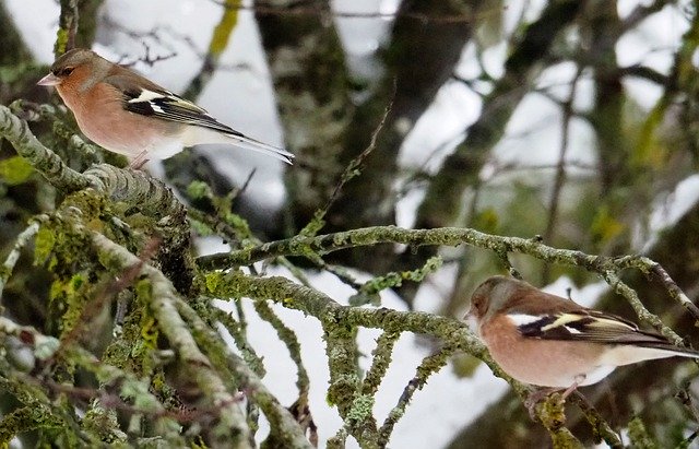 Free download Chaffinch Nature Birds -  free photo or picture to be edited with GIMP online image editor