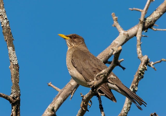 Free download chalchalero thrush argentinian thrush free picture to be edited with GIMP free online image editor