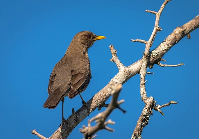 Free download chalchalero thrush bird branch free picture to be edited with GIMP free online image editor