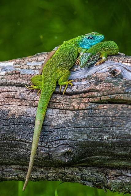 Free download chameleon lizard reptiles scales free picture to be edited with GIMP free online image editor