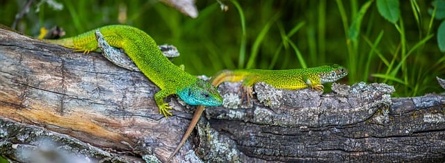 Free download chameleon lizards reptiles trunk free picture to be edited with GIMP free online image editor