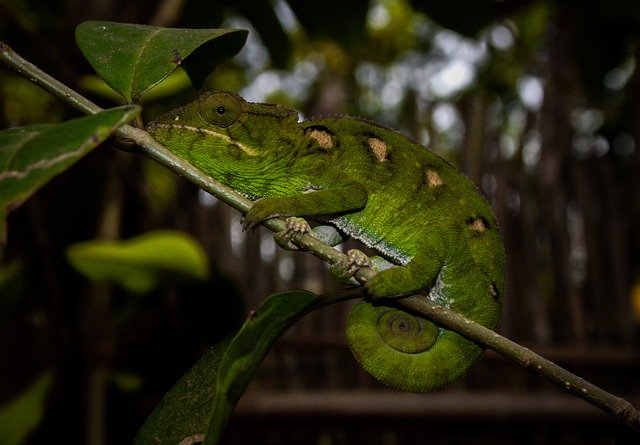 Free download Chameleon Madagascar Animals -  free photo or picture to be edited with GIMP online image editor