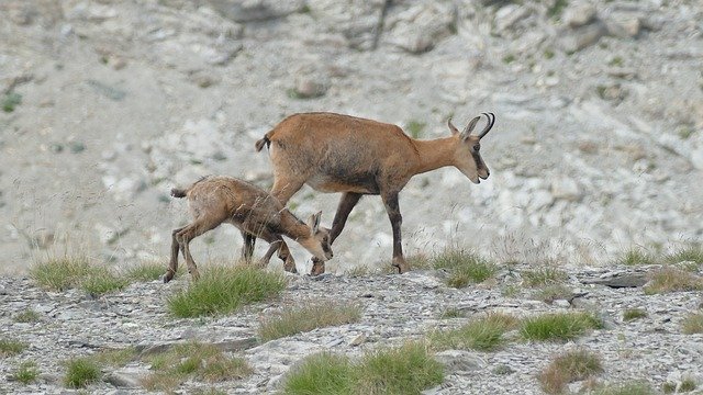 Free download Chamois Alpes Du Sud Col -  free photo or picture to be edited with GIMP online image editor