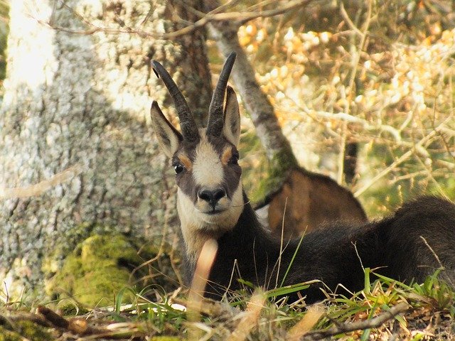 Free download Chamois Forest Wild -  free photo or picture to be edited with GIMP online image editor