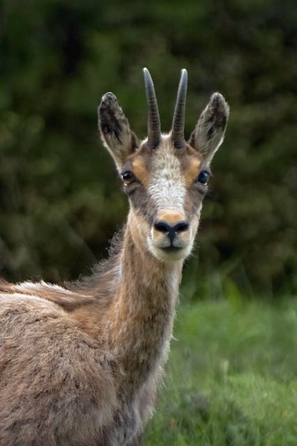 Free download chamois mammal animal free picture to be edited with GIMP free online image editor