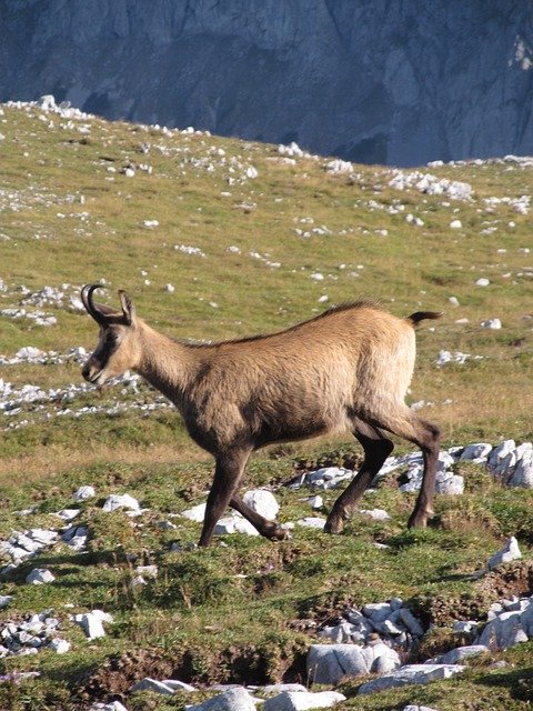 Free download Chamois Mountains Alpine -  free photo or picture to be edited with GIMP online image editor