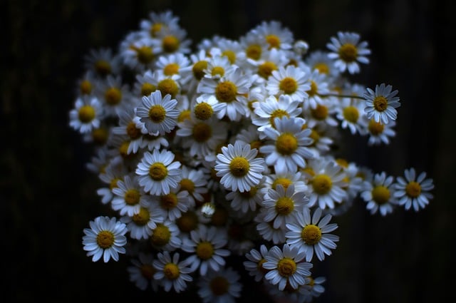 Free download chamomile bouquet flowers free picture to be edited with GIMP free online image editor