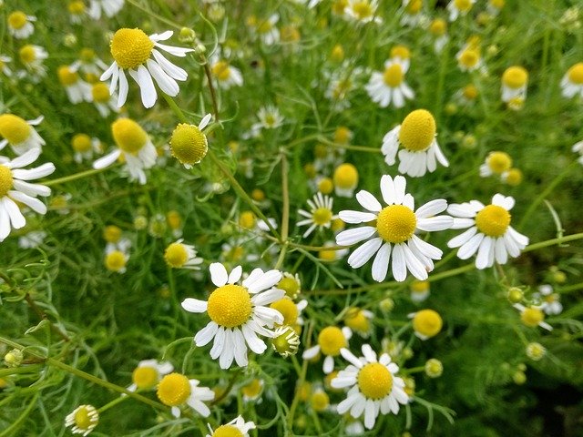 Free download Chamomile Camomile Herbal -  free photo or picture to be edited with GIMP online image editor