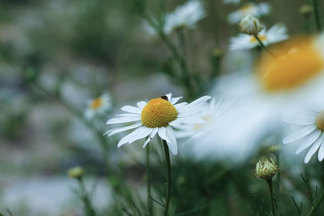 Free download chamomile flowers bloom flora free picture to be edited with GIMP free online image editor