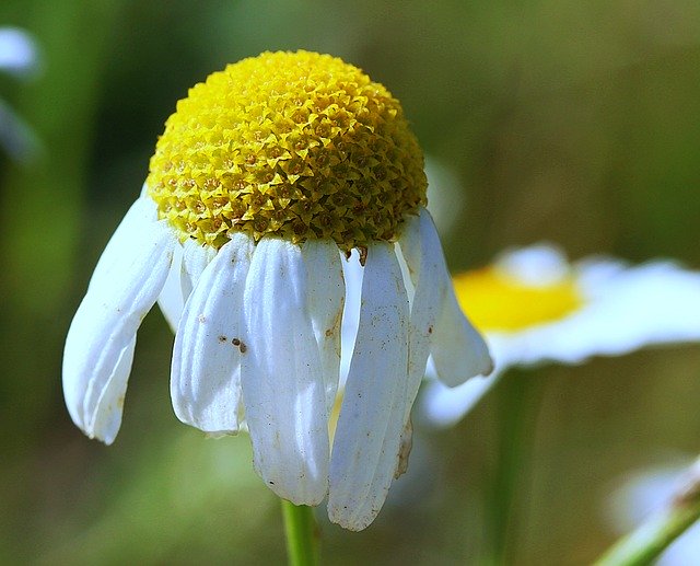 Free download Chamomile Flowers Meadow -  free photo or picture to be edited with GIMP online image editor