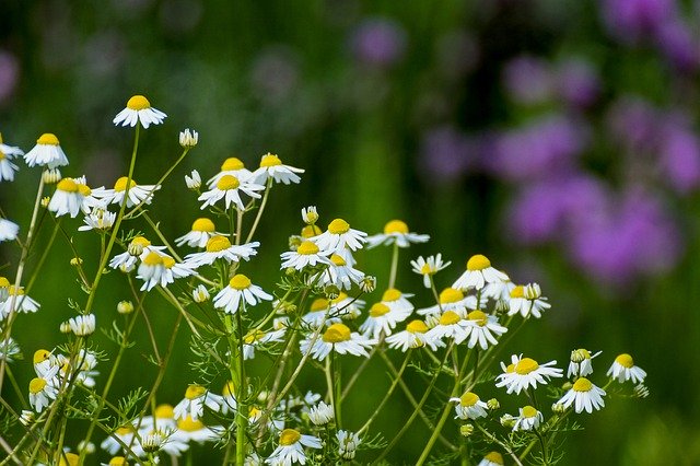 Free download Chamomile Flowers Naturopathy -  free photo or picture to be edited with GIMP online image editor