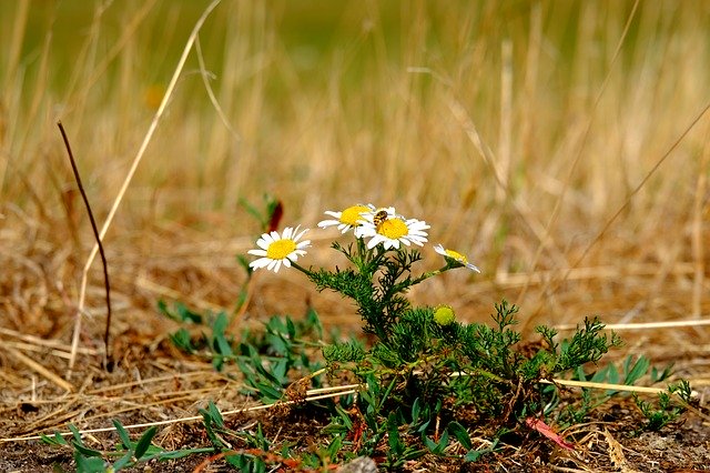 Free download Chamomile Summer Blossom -  free photo or picture to be edited with GIMP online image editor