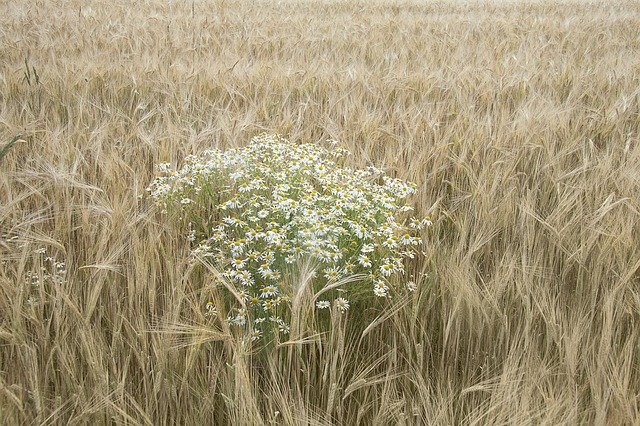 Free download Chamomile Wheat Field -  free photo or picture to be edited with GIMP online image editor